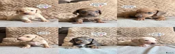 Miniature Dachshund dogs for sale: MINIATURE DACHSHUND PUPPIES🐾 - Advert 1