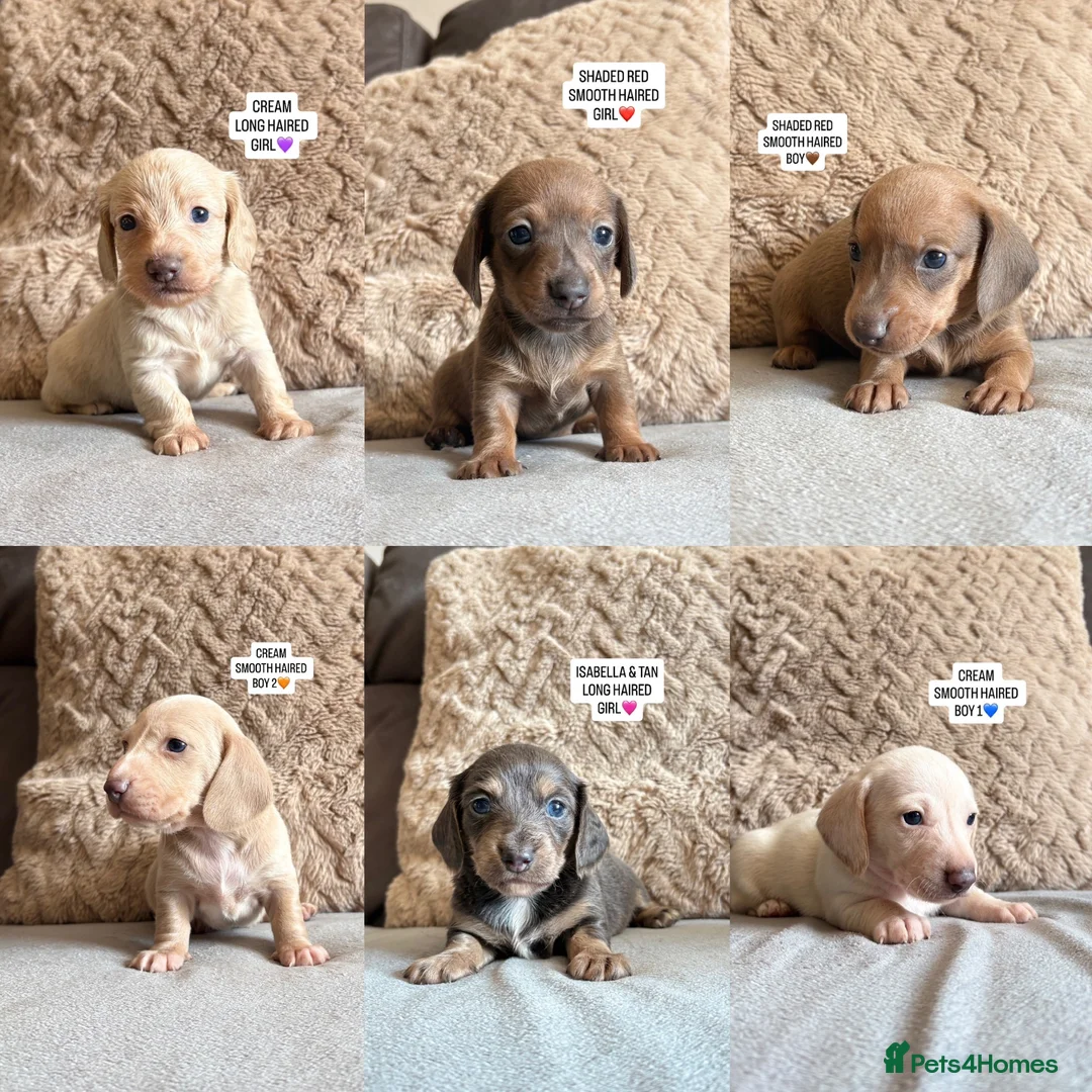 Miniature Dachshund dogs for sale: MINIATURE DACHSHUND PUPPIES🐾 - Advert 1