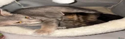 Mixed Breed cats for sale: Beautiful kittens ready for to go  - Advert 10