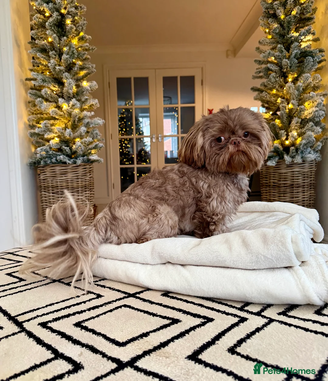 Shih Tzu dogs for stud: Chocolate Shih Tzu for Stud - Advert 3