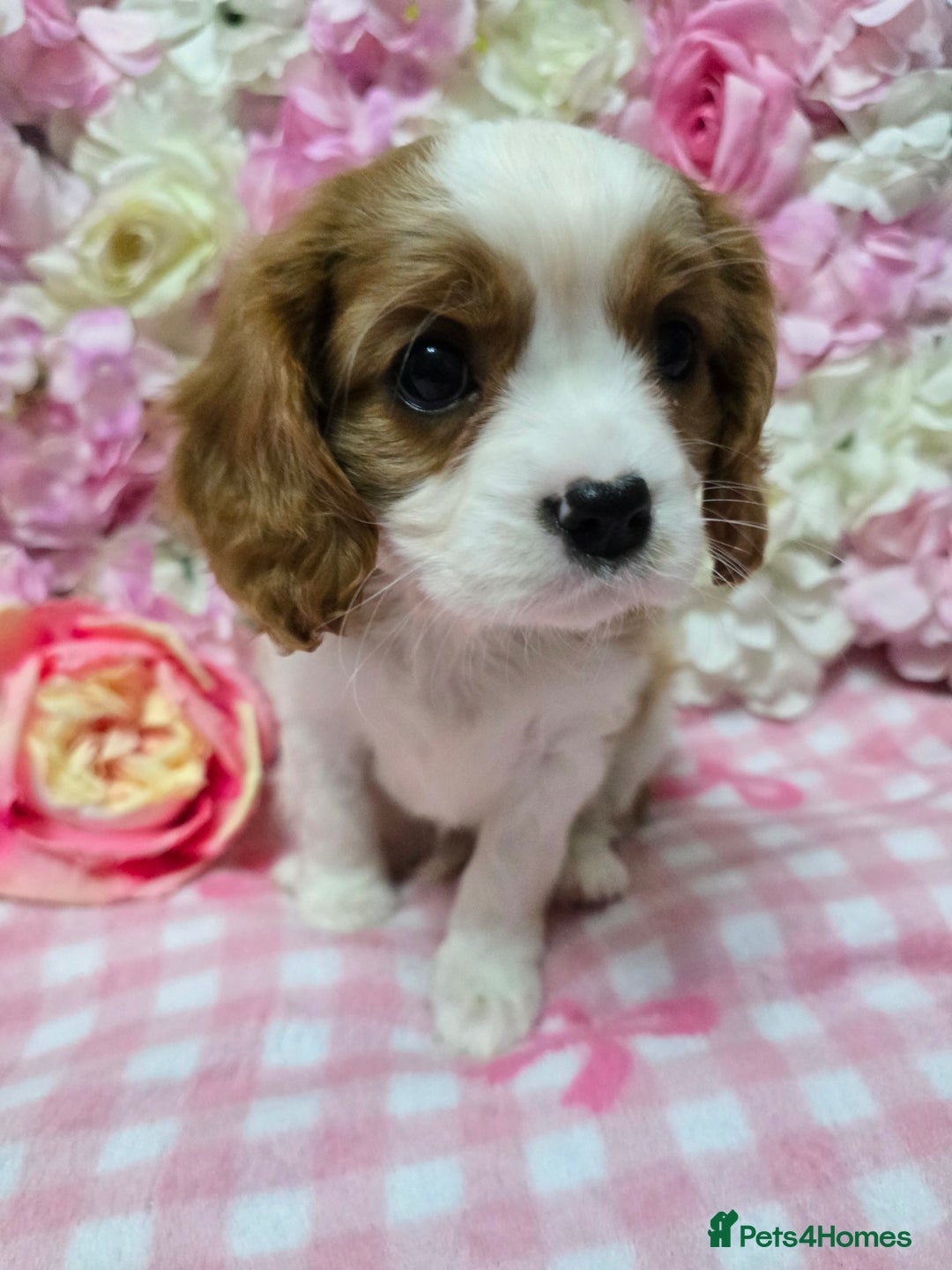 Cavalier King Charles Spaniel dogs for sale: KC registered from Health Tested parents  - Advert 10