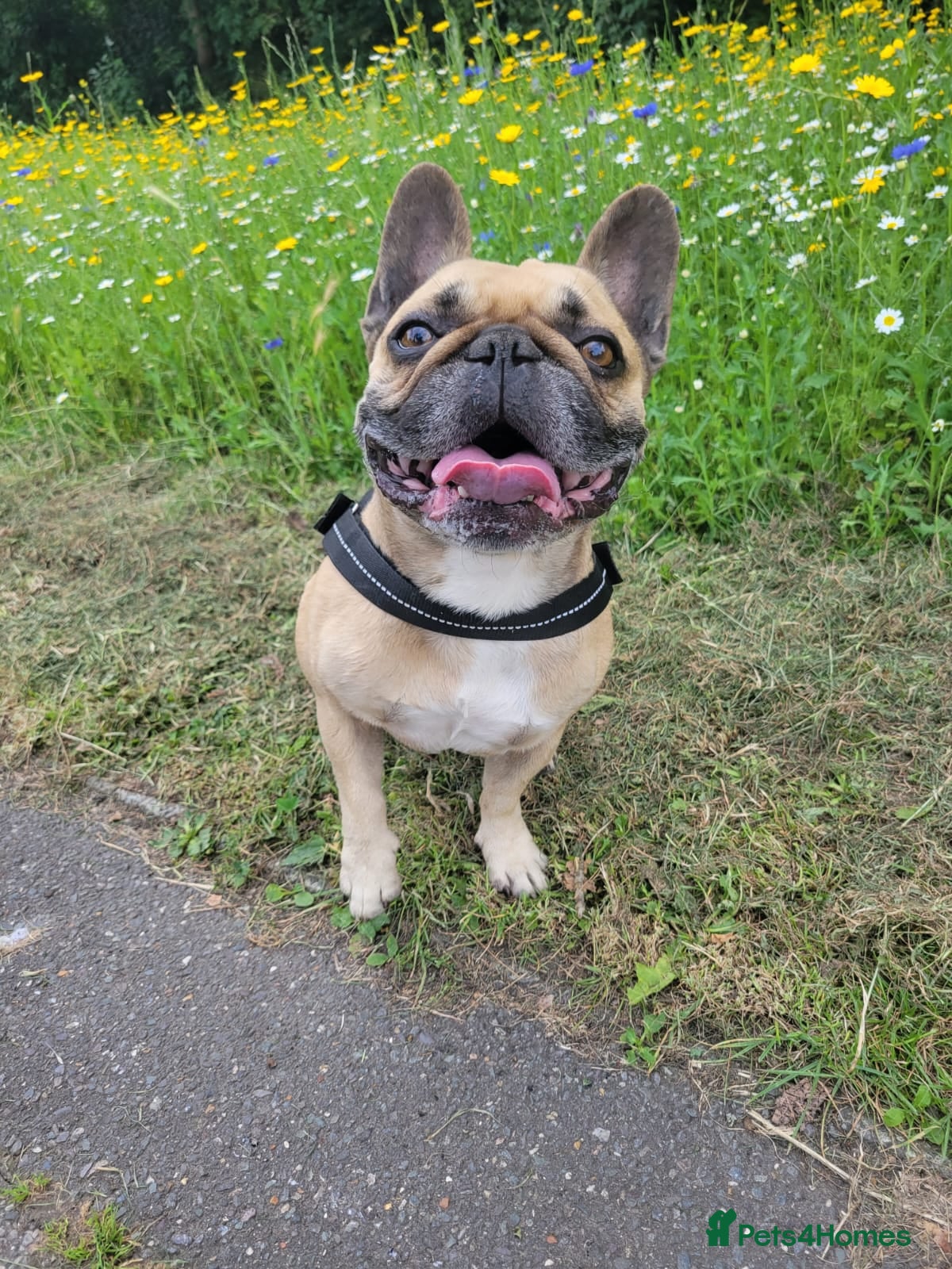 French Bulldog dogs Oscar - Advert 10