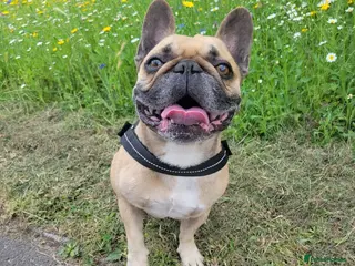 French Bulldog dogs Oscar - Advert 10