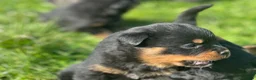 Rottweiler dogs for sale: KC registered rottweiler puppies - Advert 23