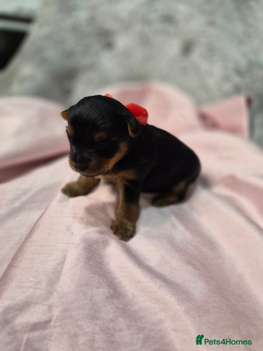 Yorkshire Terrier dogs for sale: Beautiful 7-puppies Yorkshire Terrier - Advert 5