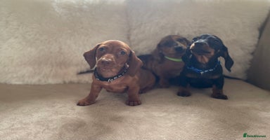 Miniature Dachshund dogs - Advert 1