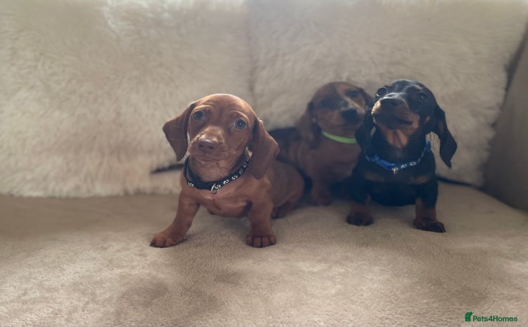 Miniature Dachshund dogs - Advert 5