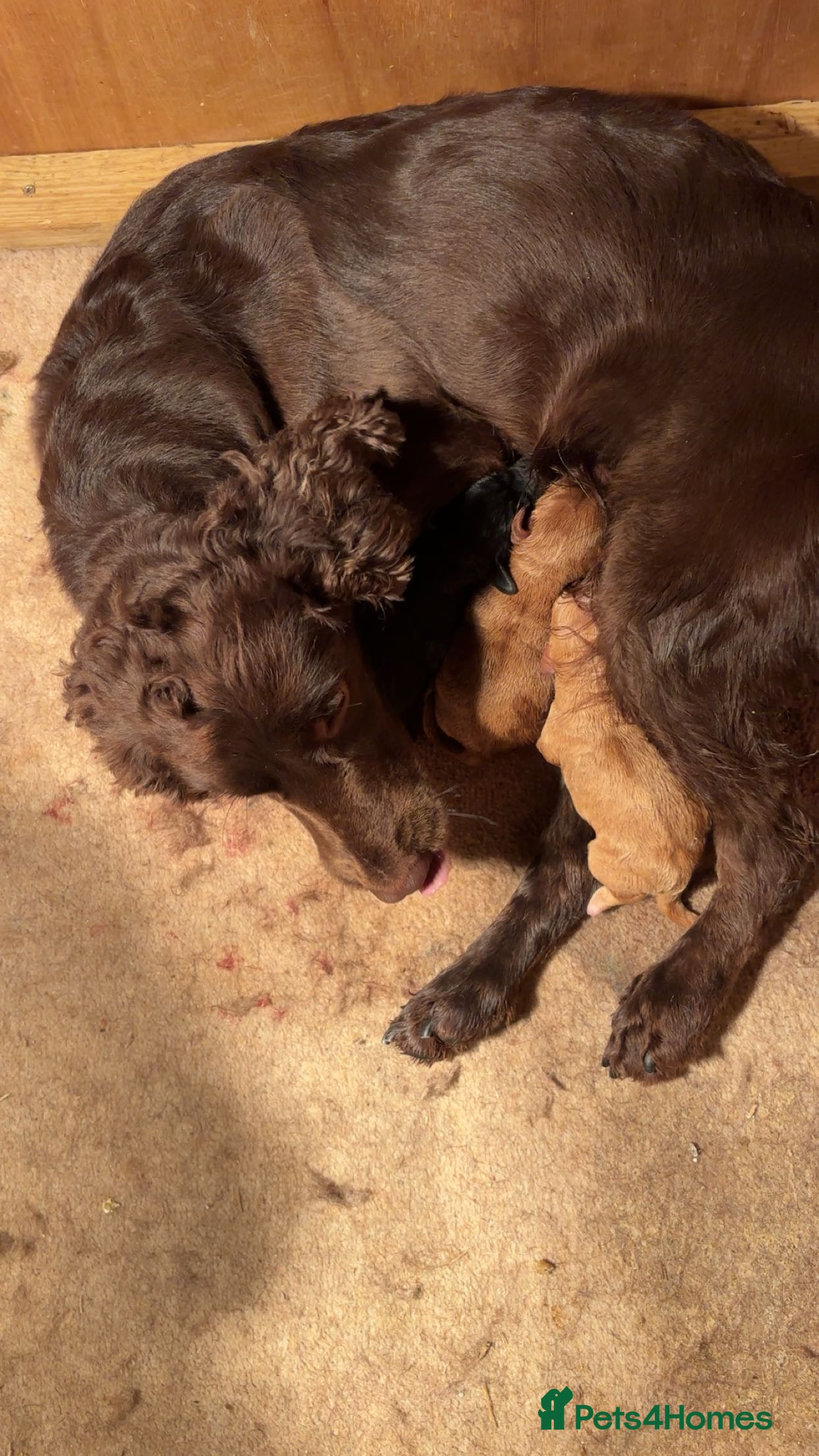 Cockapoo dogs Cockerpoo pups ready to go  - Advert 2