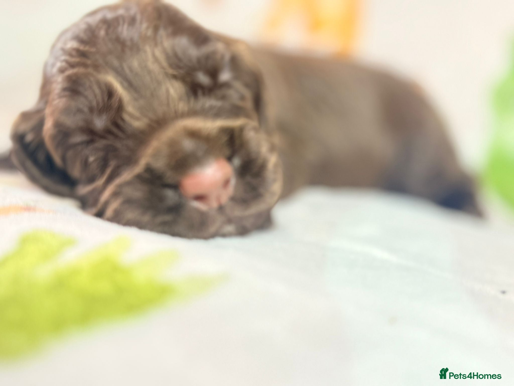 Cocker Spaniel dogs RKC Working Cocker Spaniel Litter - Advert 9