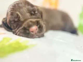 Cocker Spaniel dogs RKC Working Cocker Spaniel Litter - Advert 9