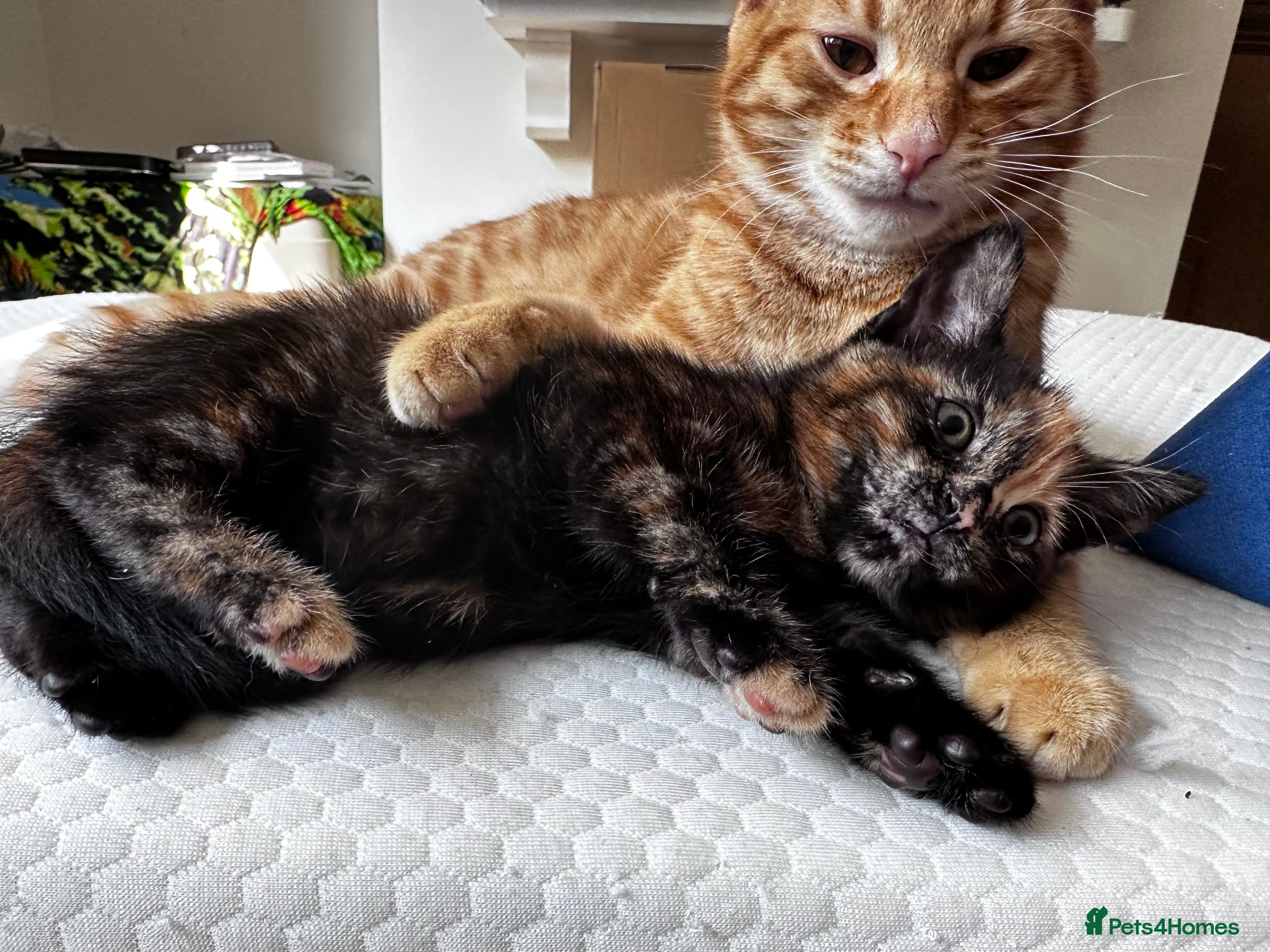 Mixed Breed cats Amiable bengal&tabby mixed kittens - Advert 2