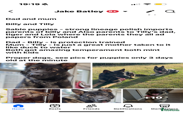 German Shepherd dogs - Advert 9