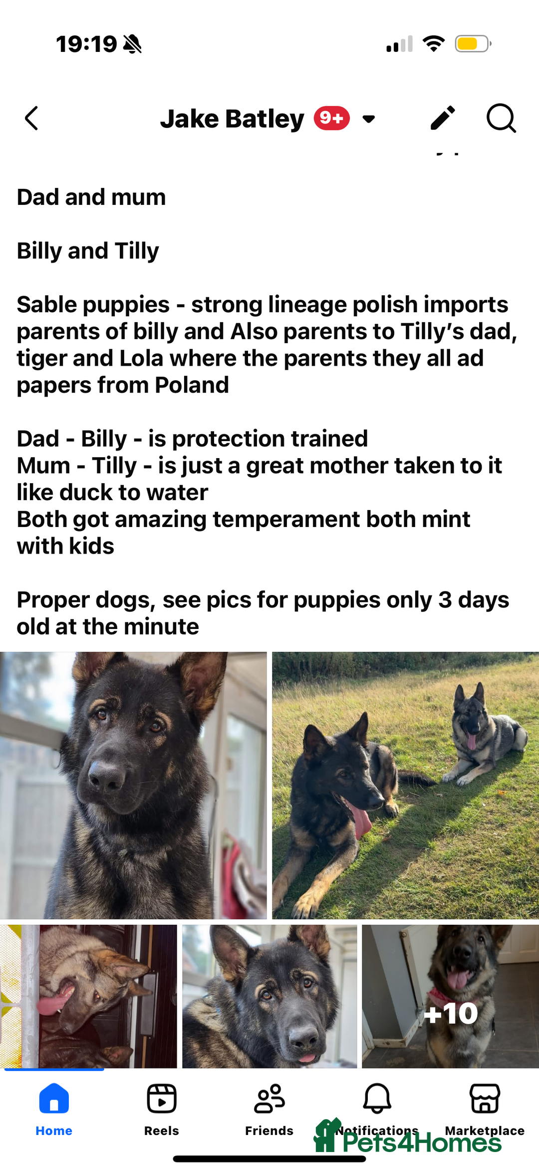 German Shepherd dogs for sale: German shepherd pups  - Image 1