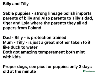 German Shepherd dogs for sale - Advert 1