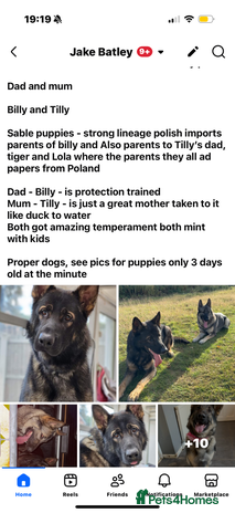 German Shepherd dogs - Advert 1