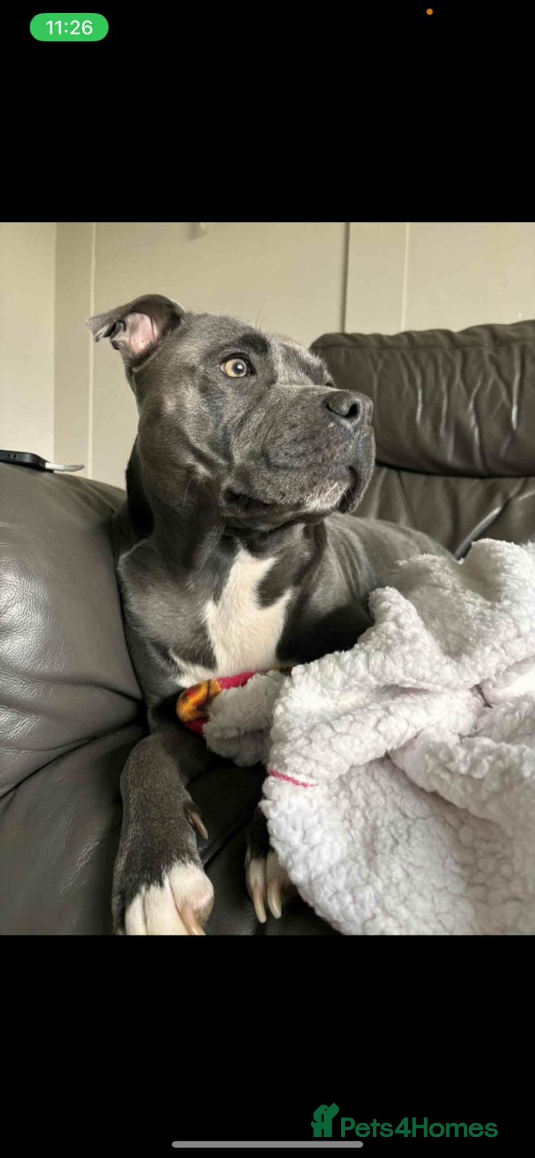 Staffordshire Bull Terrier dogs for sale: blue / black staffordshire bull terrier KC Pups - Advert 2
