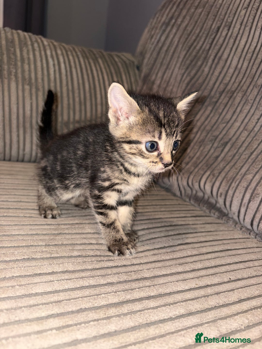 Domestic Shorthair cats for sale: 4 gorgeous Tabby kittens ready 26-1-26 - Advert 13