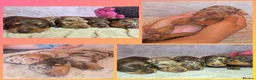 Miniature Dachshund dogs for sale: KC mini dachshund pups  - Advert 1