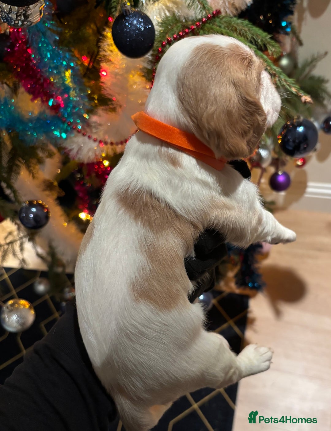 Mixed Breed dogs for sale: Cocker-Jack xCavalier King Charles Spaniel Puppies - Advert 15