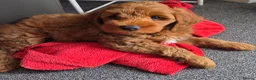 Australian Labradoodle dogs for sale: Fox Red Full Australian Labradoodle Male  - Advert 7