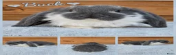 French Lop rabbits for sale: Beautiful French Lop Babies - Advert 11