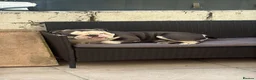 English Bulldog dogs for stud: Biscult  in Saint Austell - Advert 3