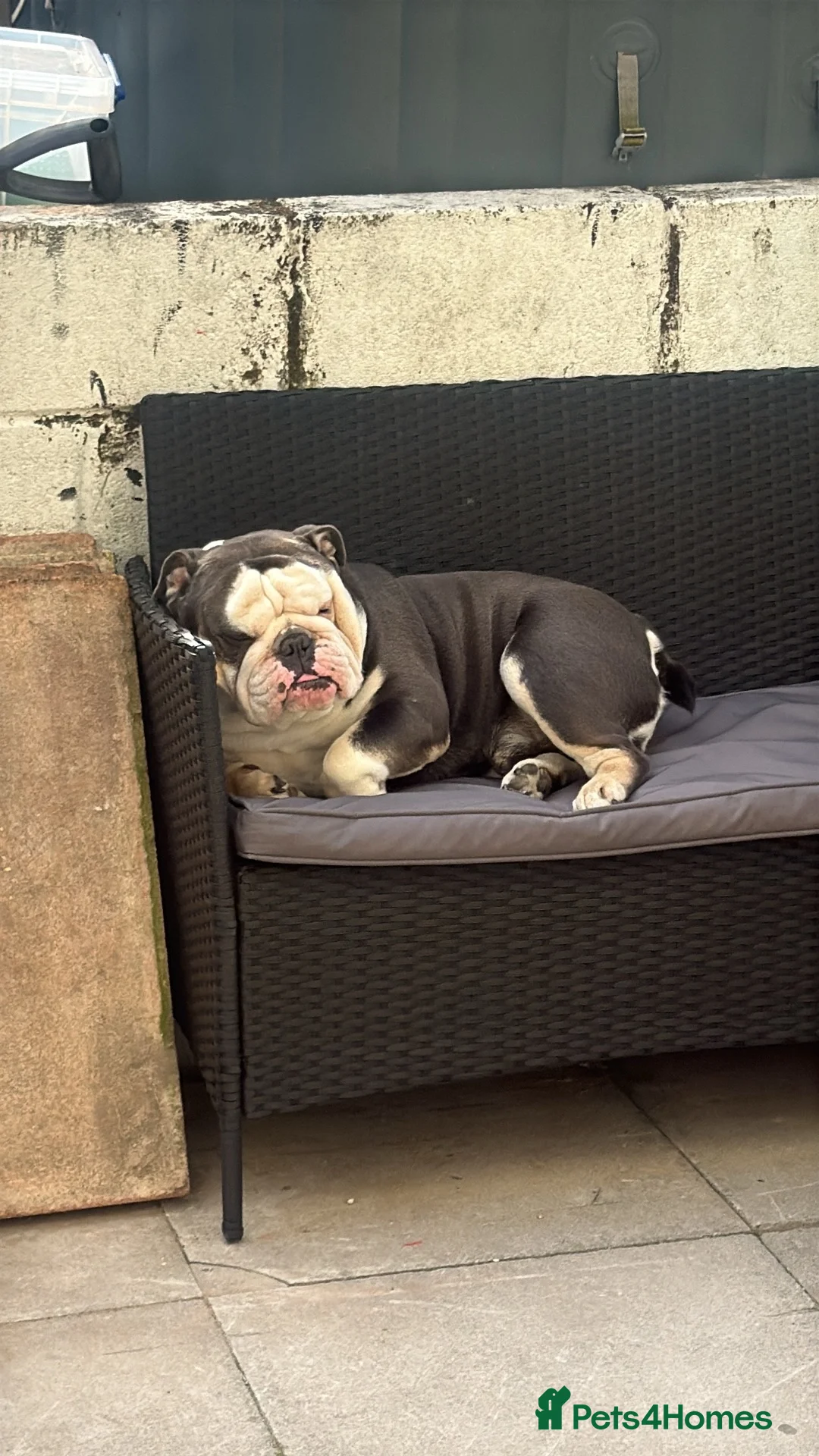 English Bulldog dogs for stud: Biscult  in Saint Austell - Advert 3