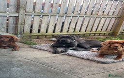 Cane Corso dogs for sale: Beautiful Female cane corso  - Image 2