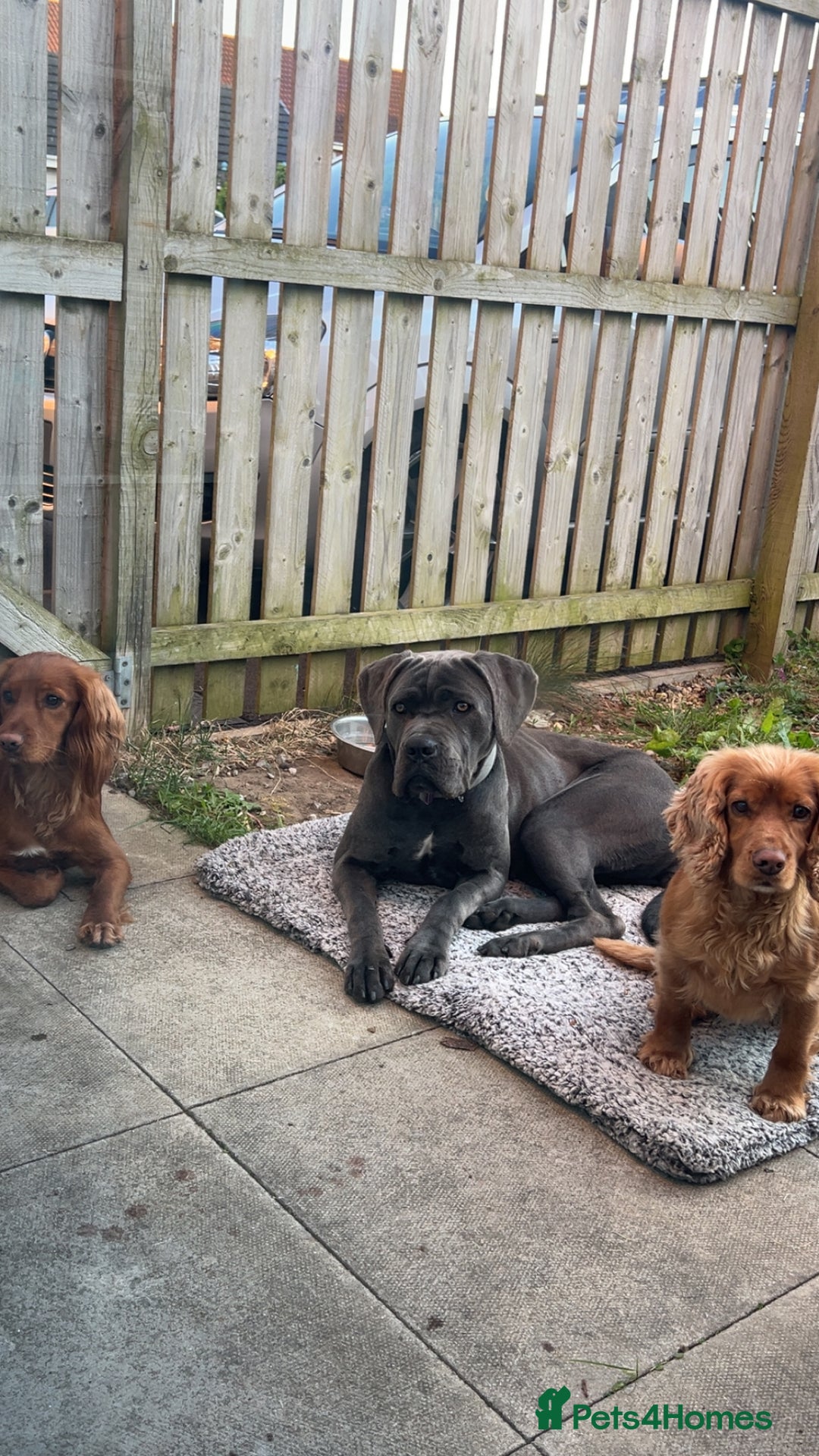 Cane Corso dogs for sale: Beautiful Female cane corso  - Image 2