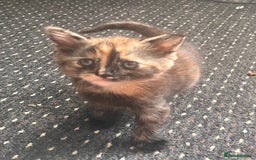 Mixed Breed cats for sale: 2 kittens  - Image 2