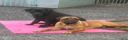 Mixed Breed dogs for sale: Cane Corso x Dogue de Bordeux stunning litter of 9 in Pulborough - Advert 38