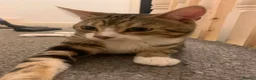 Mixed Breed cats for sale: Mixed Breed Classic Tabby Kittens  in Gainsborough - Advert 5