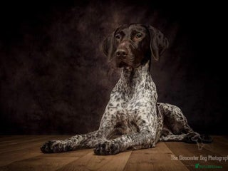 German Shorthaired Pointer dogs in Gloucester - Advert 16