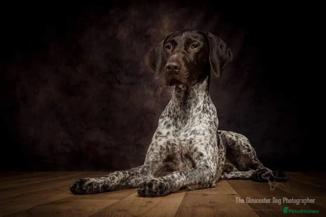 German Shorthaired Pointer dogs for stud: Proven German Shorthaired Pointer - Arthur in Gloucester - Advert 1