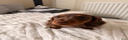 Miniature Dachshund dogs for sale: ONLY 2 LEFT!! KC Miniature Dachshund Puppies - Advert 17