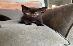Domestic Shorthair cats for sale: Beautiful black kittens.  - Image 8