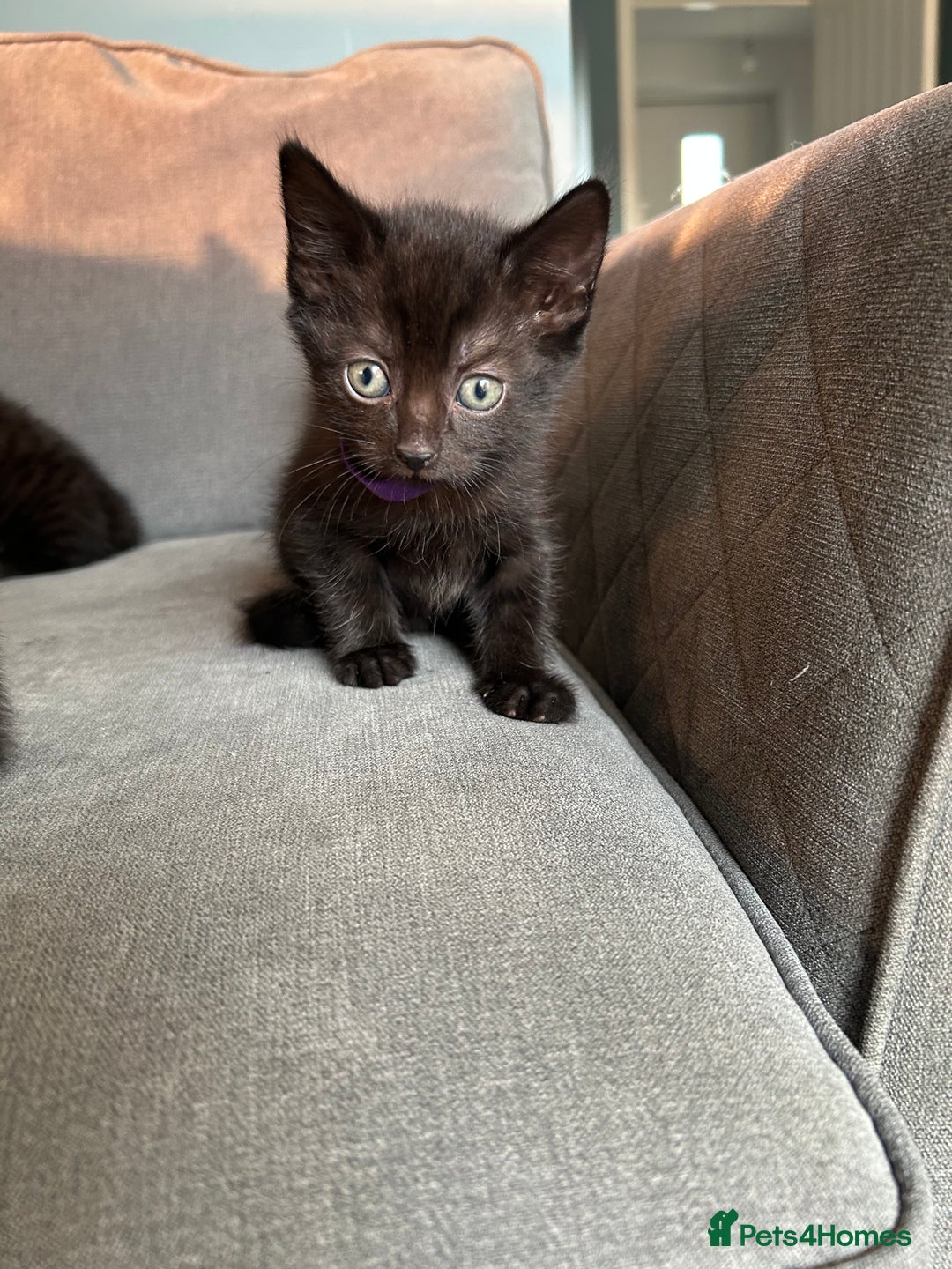 Domestic Shorthair cats for sale: Beautiful black kittens.  - Image 8