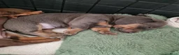 Miniature Dachshund dogs for sale: Beautiful Dachshunds - Advert 4