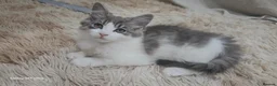 Norwegian Forest Cat cats for sale: Norwegian forest kitten - Advert 2