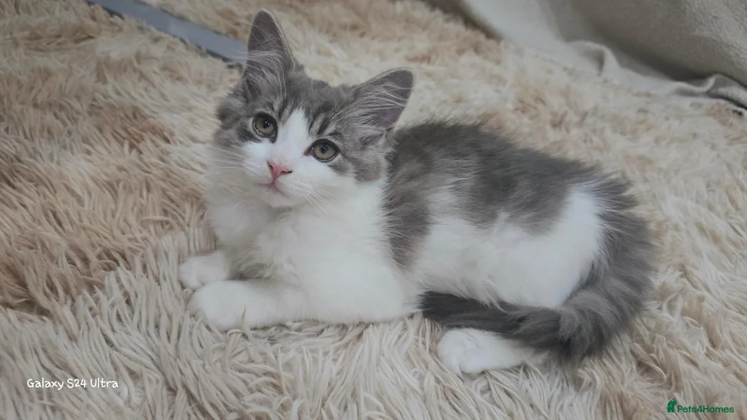 Norwegian Forest Cat cats for sale: Norwegian forest kitten - Advert 2