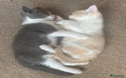 Mixed Breed cats for sale: Beautiful half britishshorthaired - Image 27