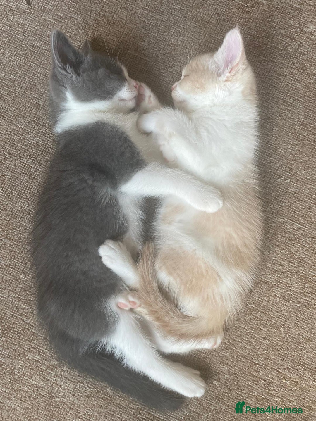 Mixed Breed cats for sale: Beautiful half britishshorthaired - Image 27