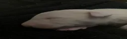 English Bull Terrier dogs for sale: 4 x kc registered English Bull Terriers  - Advert 17