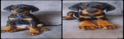 Dobermann dogs for sale: KC REGISTERED - DOBERMAN PUPPIES - Advert 3