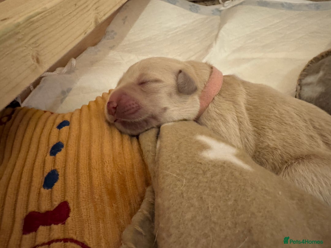 Golden Retriever dogs for sale: KC Registered Goldens born on  **  Day - Advert 14