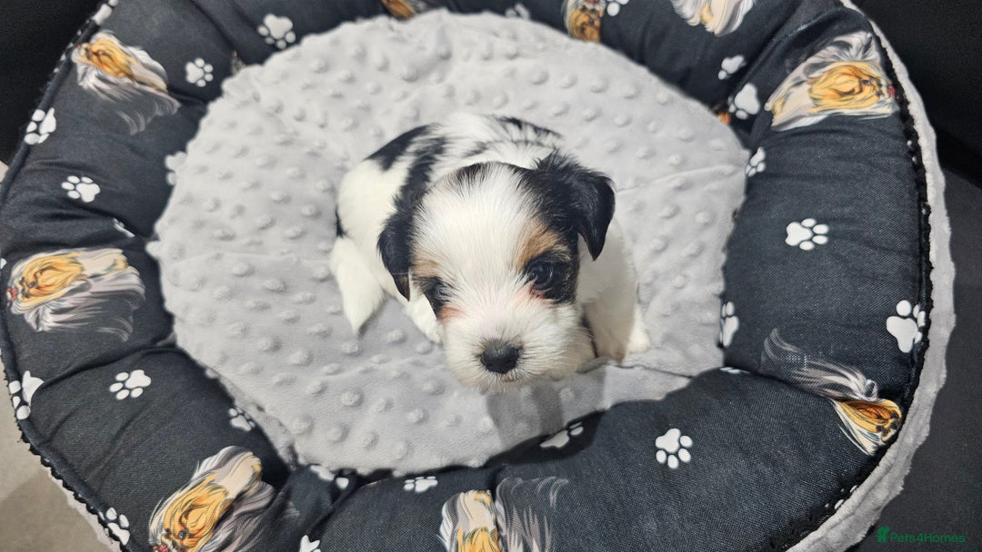 Yorkshire Terrier dogs for sale: 3 boys biewer yorkshire terrier with IHR Pedigree - Advert 7