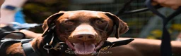 Dobermann dogs for sale: 2 year old boy for new home - Advert 3