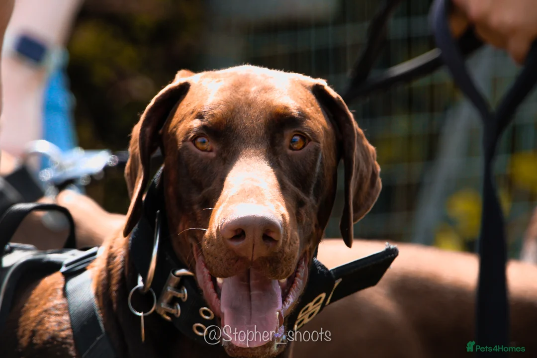 Dobermann dogs for sale: 2 year old boy for new home - Advert 3