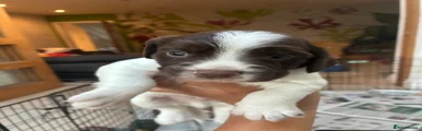 English Springer Spaniel 7