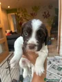 English Springer Spaniel 7